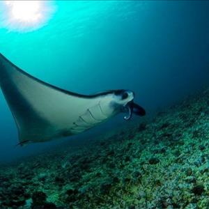 Manta Point